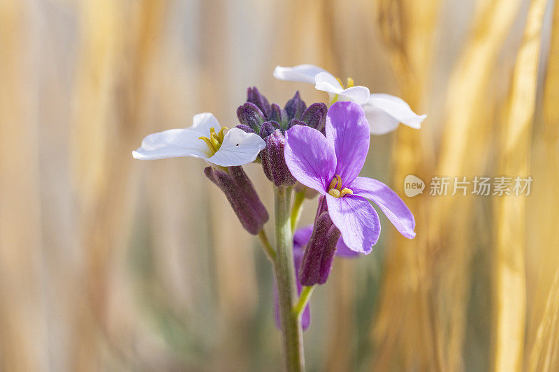 Dinanthus legionensis ?特内里费